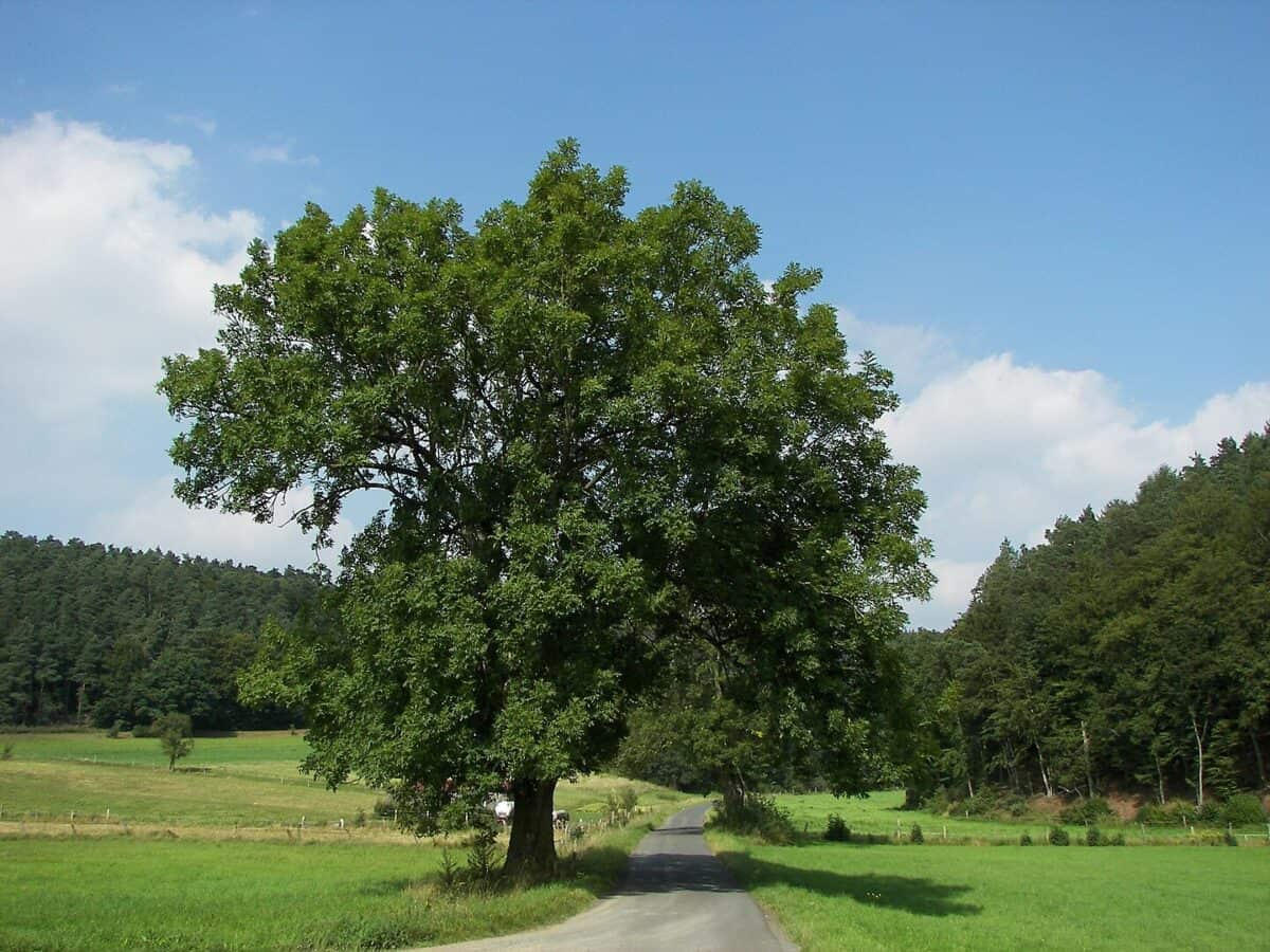 Image by Willow, CC BY-SA 4.0 https://creativecommons.org/licenses/by-sa/4.0, via Wikimedia Commons
