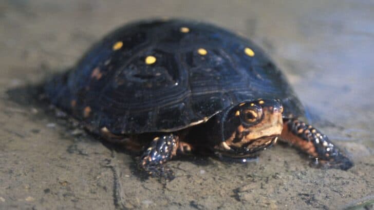 Rare Spotted Turtle Conservation Expands in Ohio Wetlands