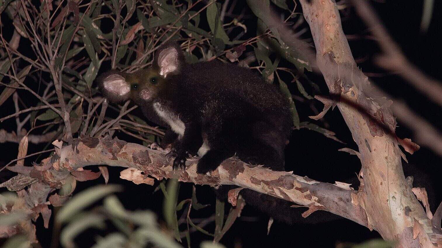 Greater glider