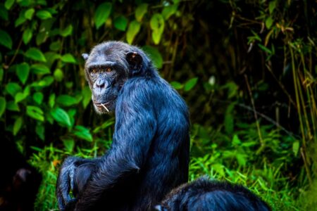 Our Closest Cousins: Celebrating the Wonders of Chimpanzees