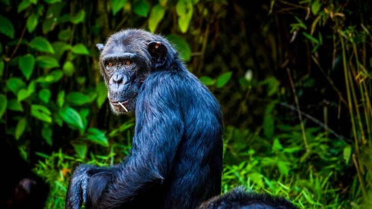 Our Closest Cousins: Celebrating the Wonders of Chimpanzees