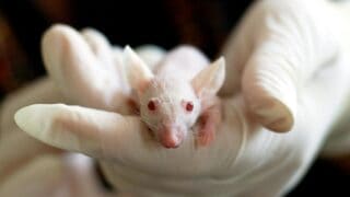 Close-up of a white mouse held by a gloved hand, symbolizing laboratory research and experimentation.