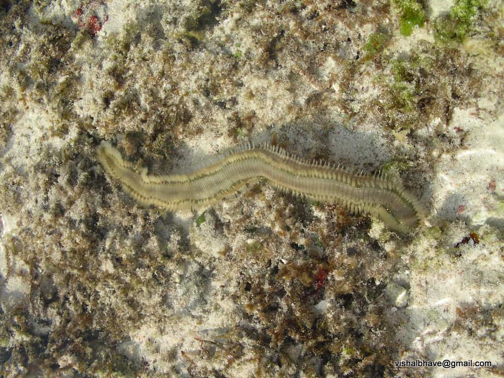 Bristle worm