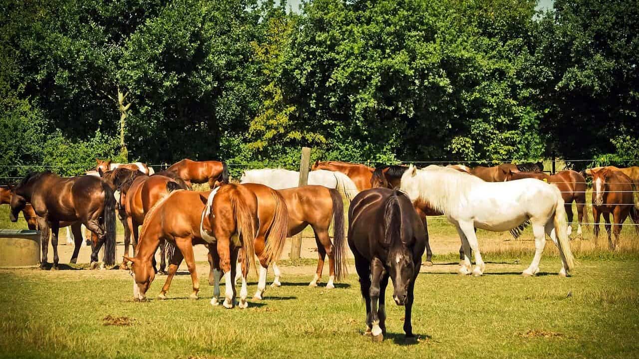 horses, animal, nature, horse riding, gentle, landscape, horse stable, meadow, mood, horse herd, herd, coupling, graze, wolf down, quiet, relaxation, horses, horses, horse herd, horse herd, horse herd, horse herd, horse herd