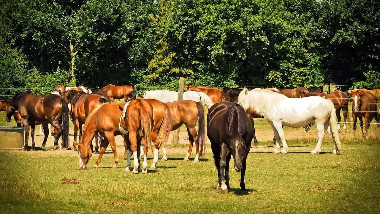 horses, animal, nature, horse riding, gentle, landscape, horse stable, meadow, mood, horse herd, herd, coupling, graze, wolf down, quiet, relaxation, horses, horses, horse herd, horse herd, horse herd, horse herd, horse herd