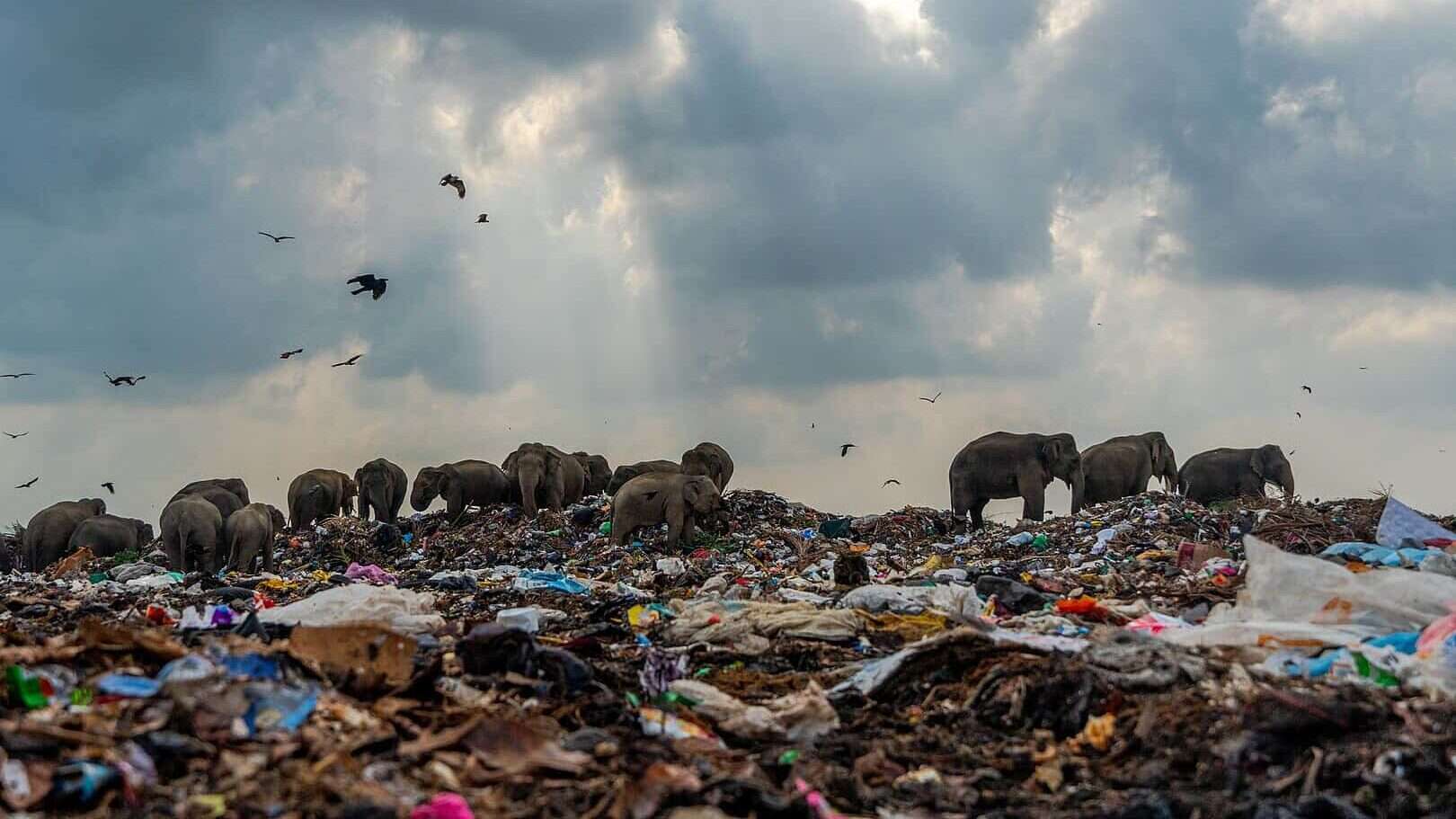 plastic pollution