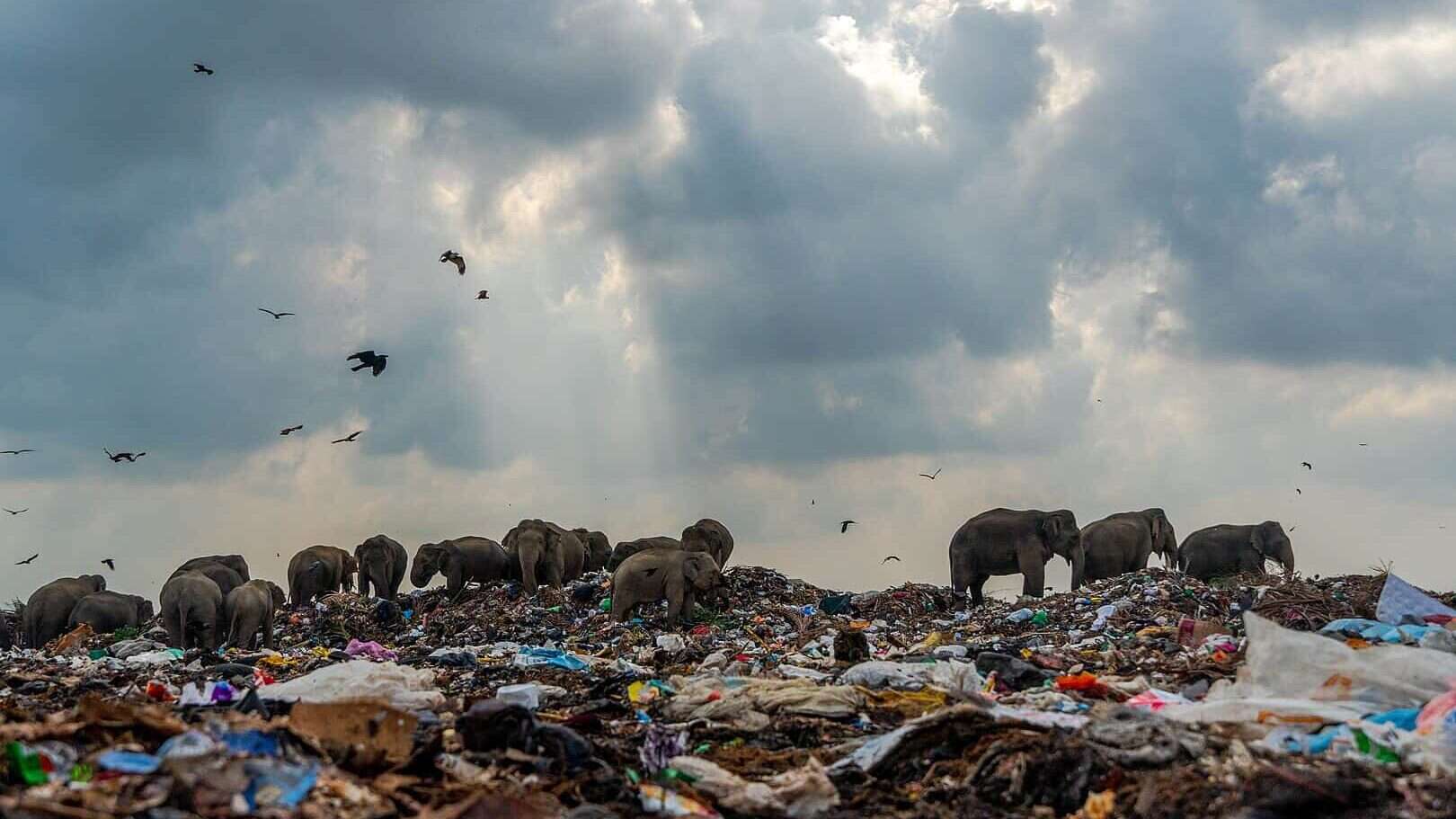 plastic pollution
