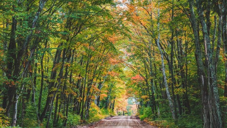 What’s Hiding in the Forests of the Upper Midwest