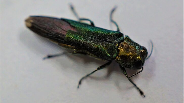 Emerald Ash Borer Spreads to Nebraska, Oregon, and Denver