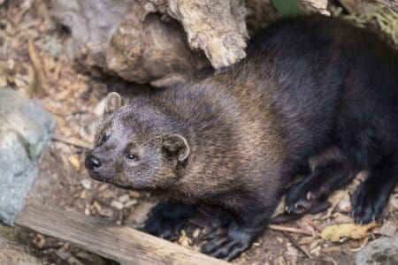 Rare Fisher Spotted in Iowa After 150 Years