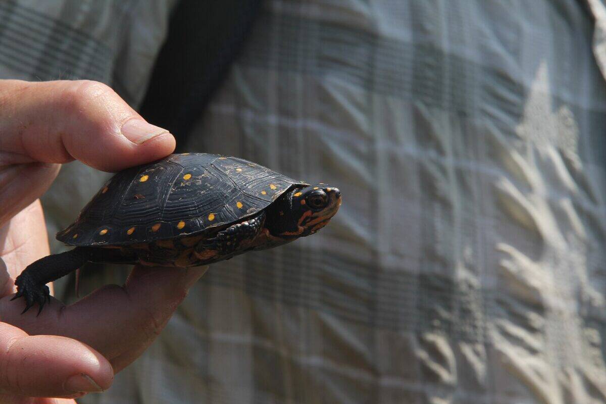 Image by U.S. Fish and Wildlife Service Northeast Region, CC BY-SA 4.0 https://creativecommons.org/licenses/by-sa/4.0, via Wikimedia Commons