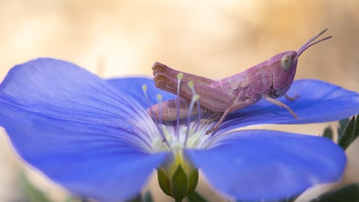 Pink Grasshopper Spotted in Georgia During Rare Encounter