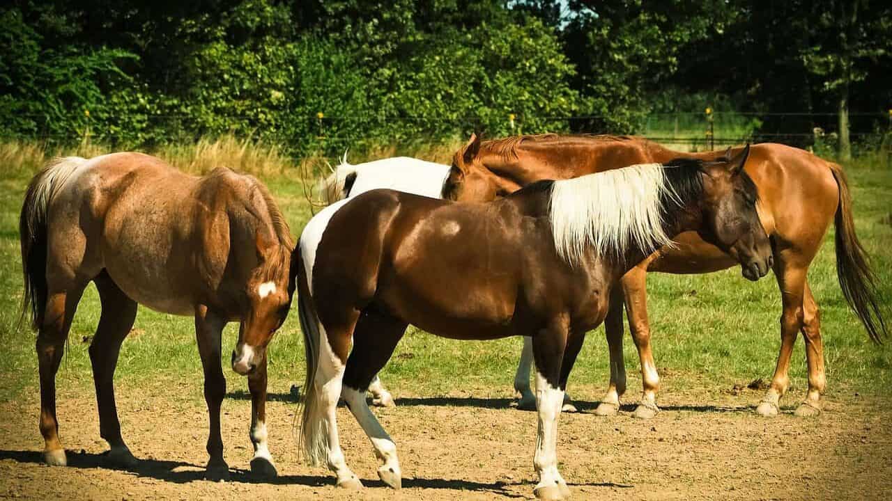 horses, animal, nature, horse riding, gentle, landscape, horse stable, meadow, mood, horse herd, herd, coupling, graze, wolf down, quiet, relaxation, horse herd, horse herd, horse herd, horse herd, horse herd