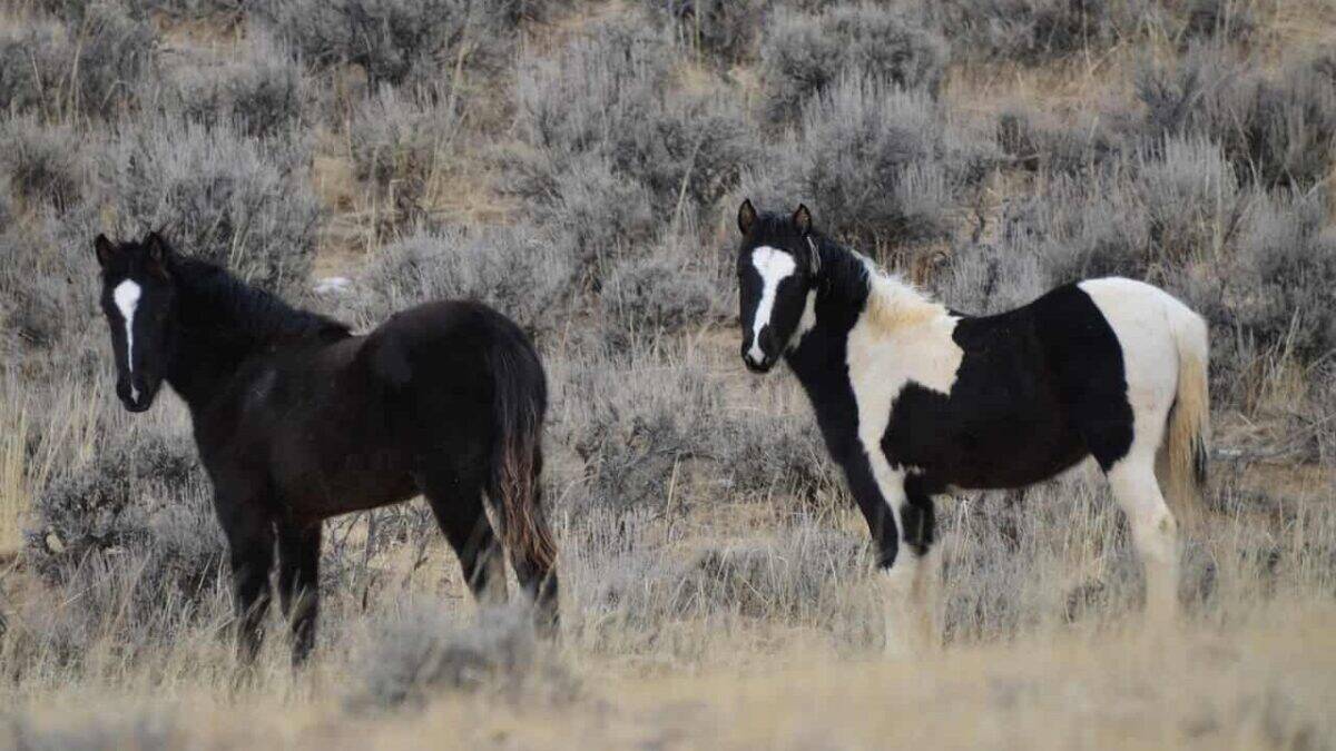horses, mustangs, wyoming, nature, equine, wild, yearlings, gray horse