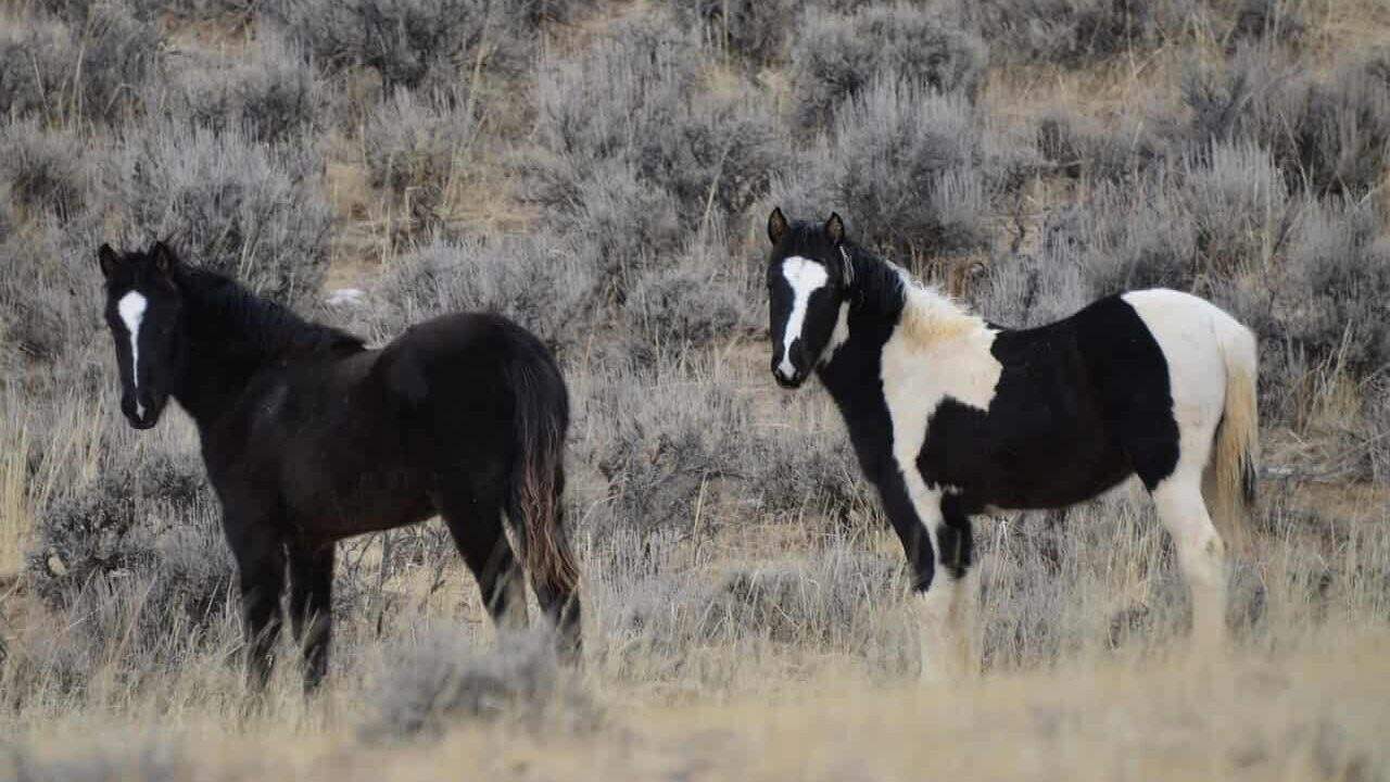 horses, mustangs, wyoming, nature, equine, wild, yearlings, gray horse