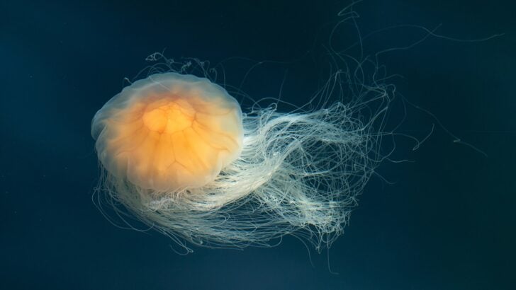 Giant Jellyfish Washes Ashore in Maine, Alarms Beachgoers