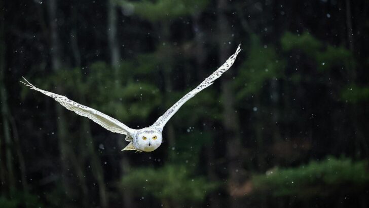 How Snowy Owls End Up as Far South as the U.S. Midwest