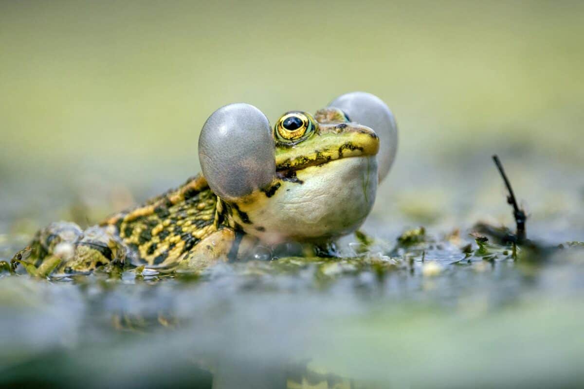 Detailed photo of a frog with inflated vocal sacs in its natural habitat.