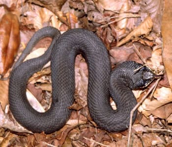 10 Things That Keep Snakes Active &mdash; And 3 That Slow Them Down