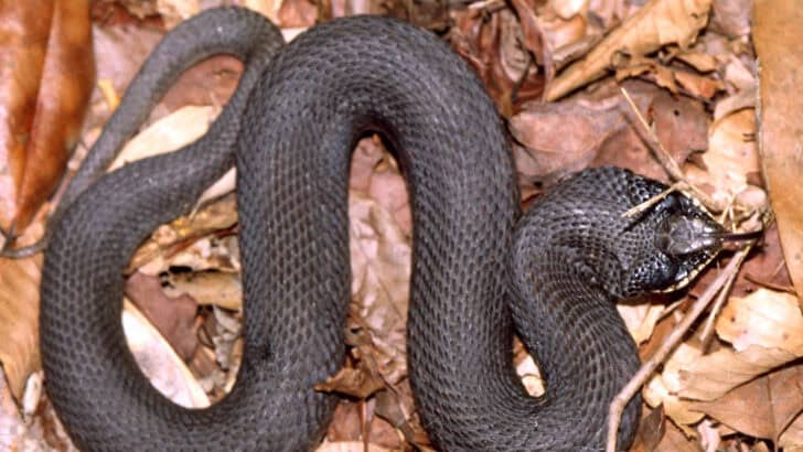 10 Things That Keep Snakes Active &mdash; And 3 That Slow Them Down