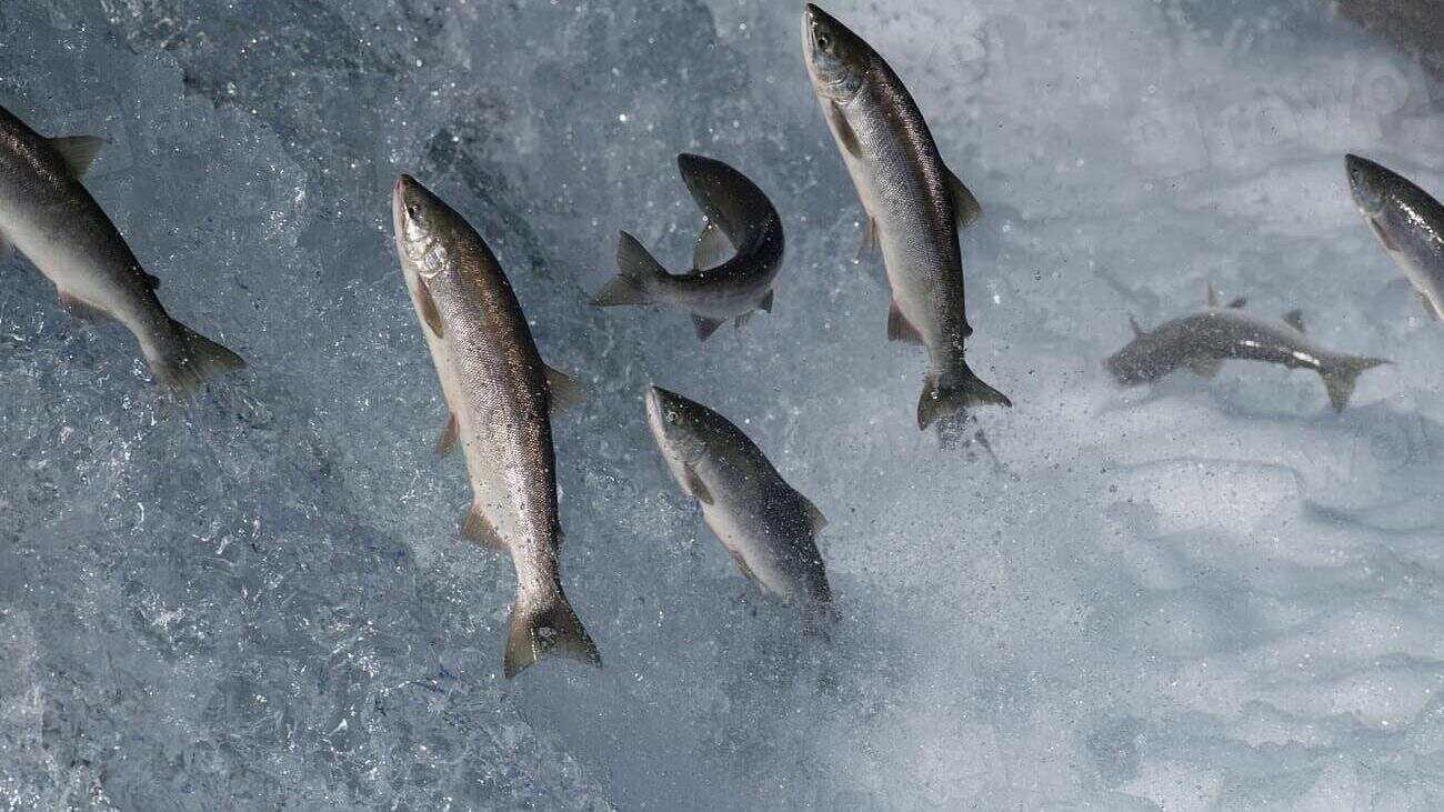 10. Salmon Leap Up Waterfalls to Reach Their Birthplace