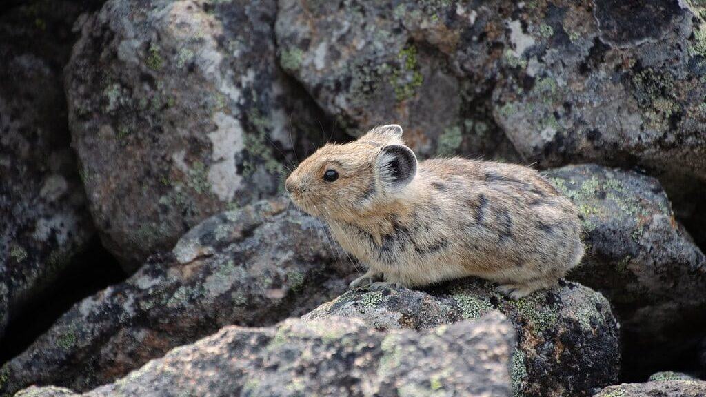 American Pika - The Tiny High-Altitude Preppers