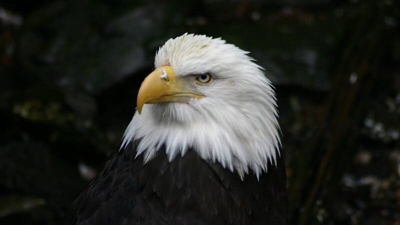 2. Monitor and Report Injured or Dead Eagles