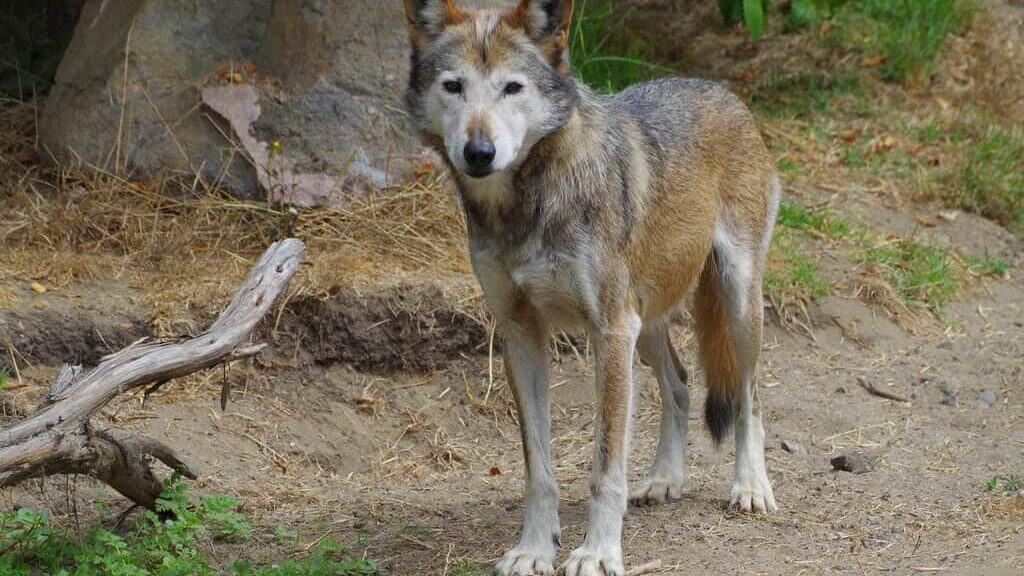 Mexican Gray Wolf - The Rarest Wolf in North America