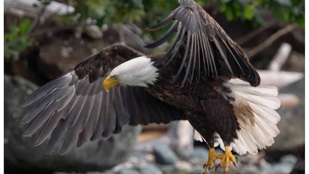 1. Direct Nest Sightings with Adult Eagles Present