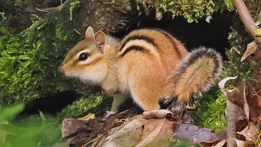 Eastern Chipmunks