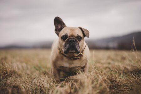 PETA Sues American Kennel Club to End Deformed Dog Breeding