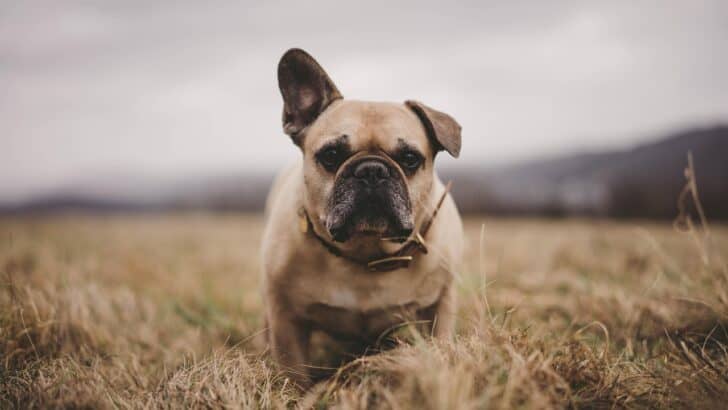 PETA Sues American Kennel Club to End Deformed Dog Breeding