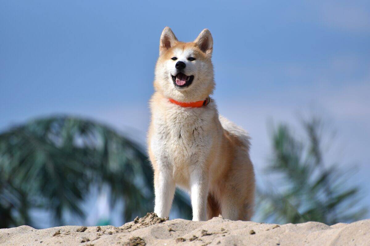 Akitas: The Loyal Yet Independent Guardians