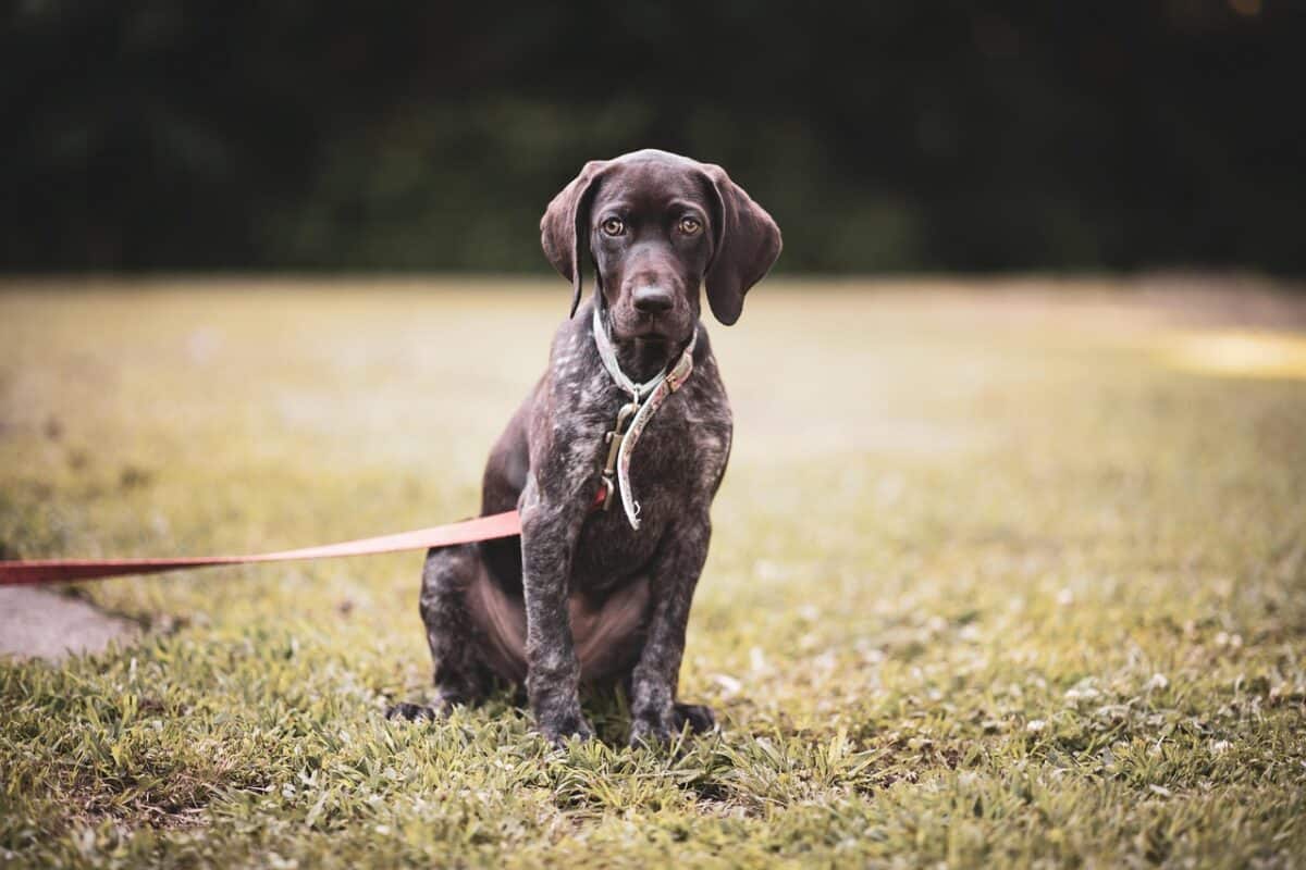 German Shorthaired Pointers: Energetic Social Butterflies