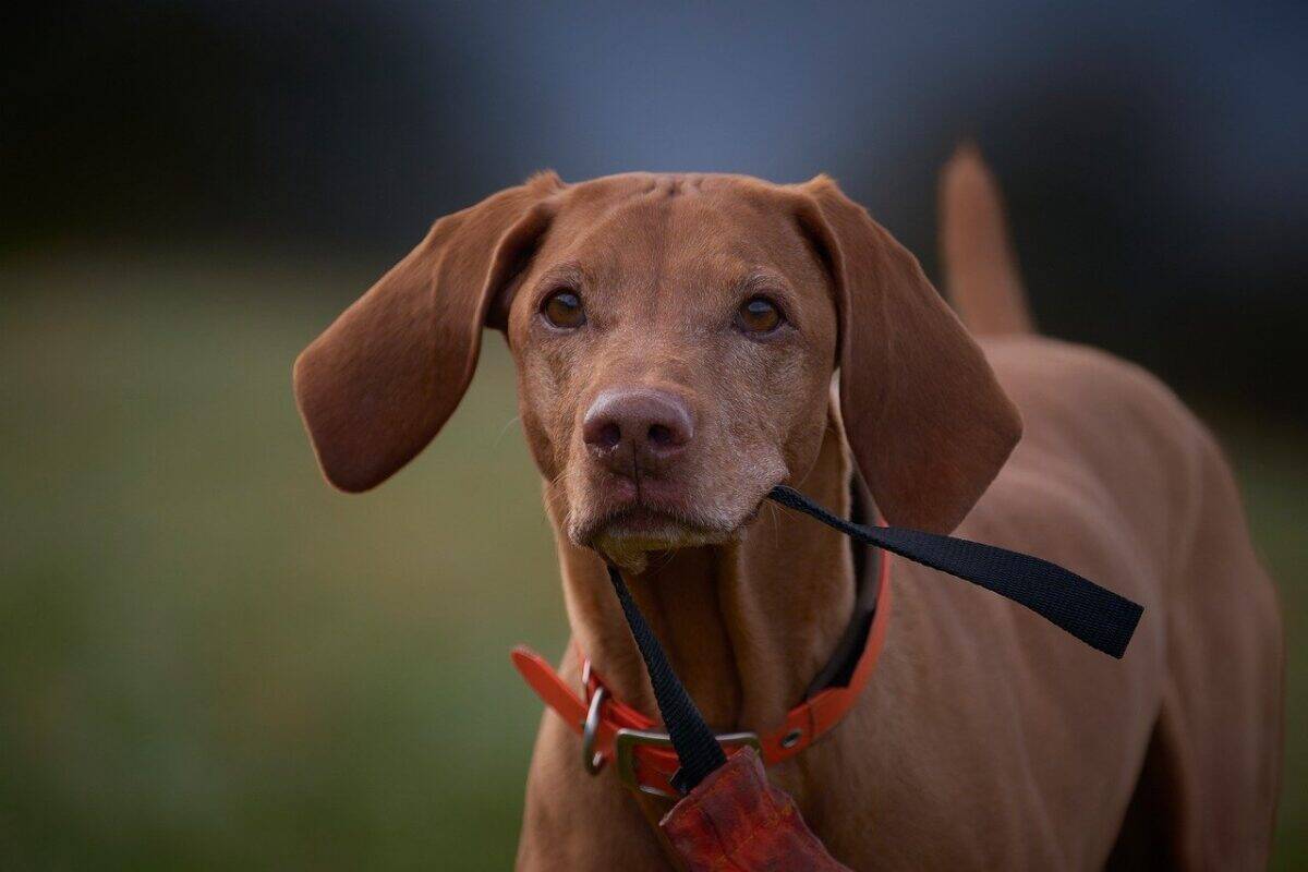 Vizslas: Hungarian Hunting Partners Who Hate Solitude