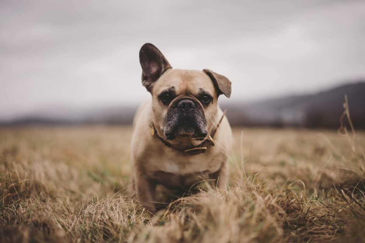French Bulldogs: Flat-Faced Social Seekers