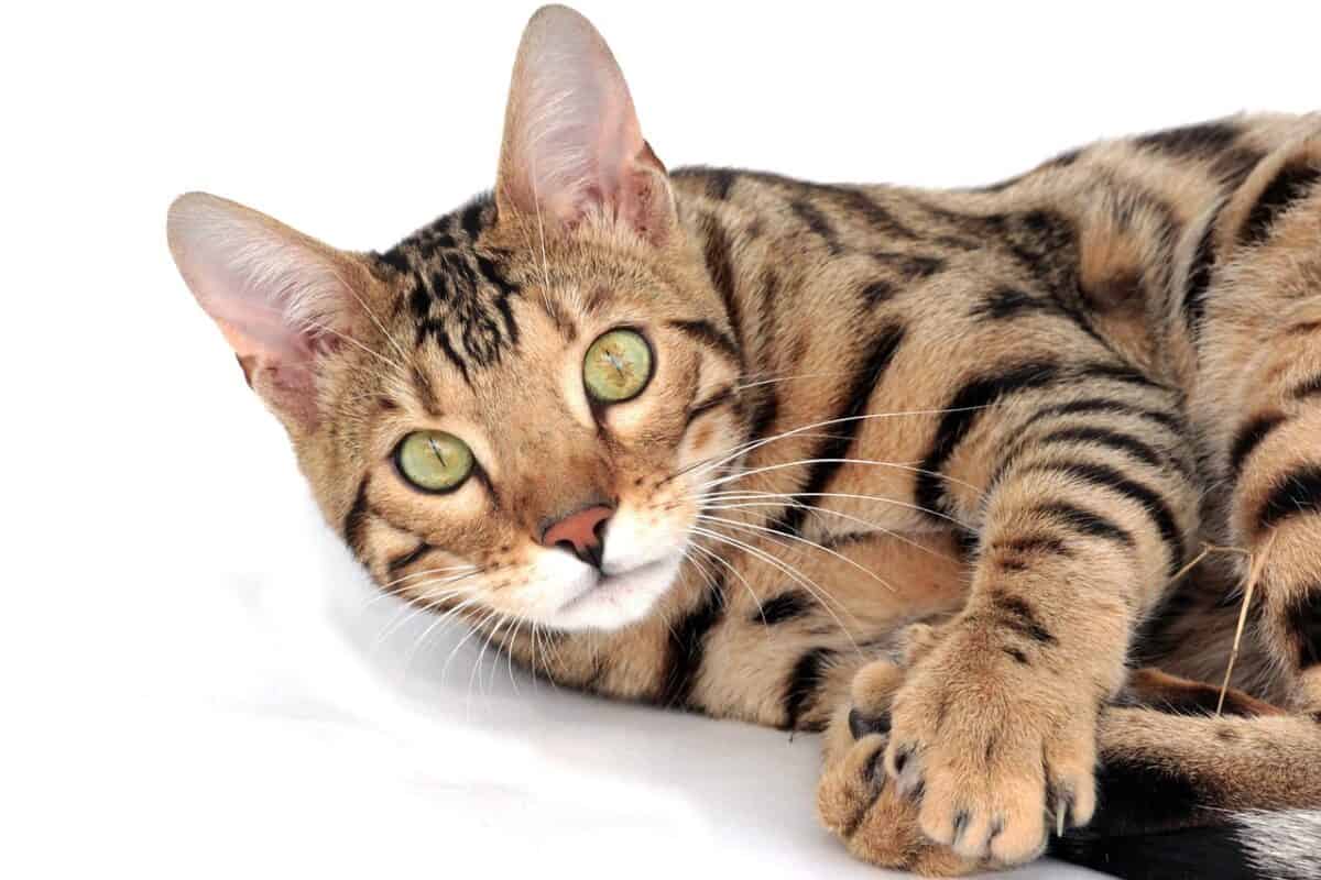 Bengal: Wild-Looking but Affectionate