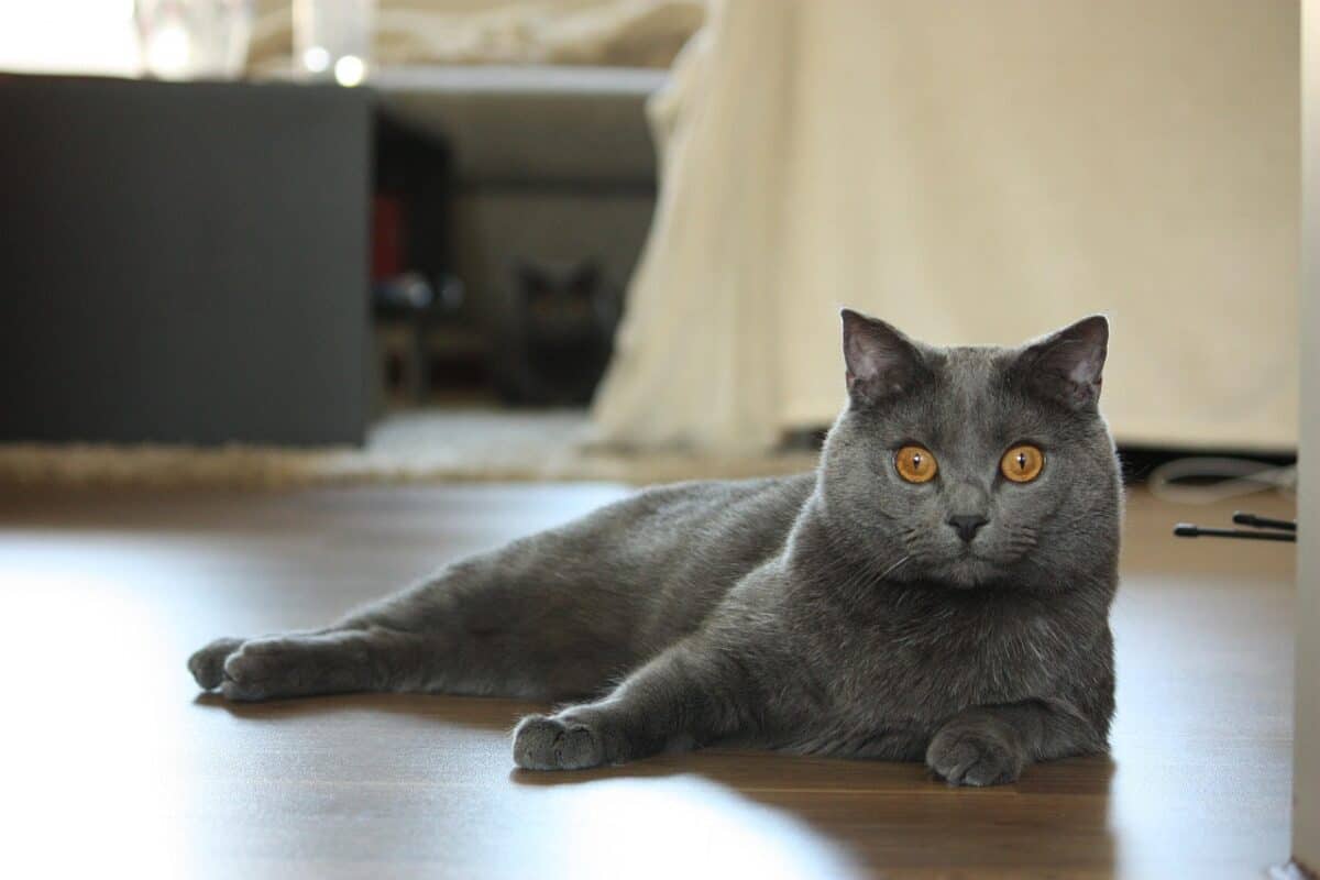 Chartreux: The Smiling Cat
