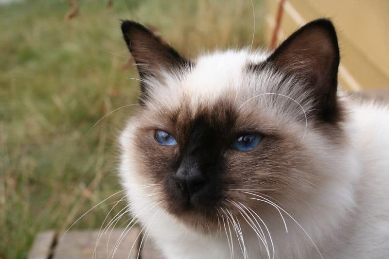 Birman: Sacred Temple Cats