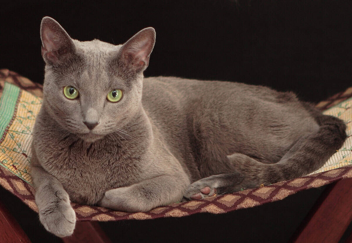 Russian Blue: Reserved but Devoted