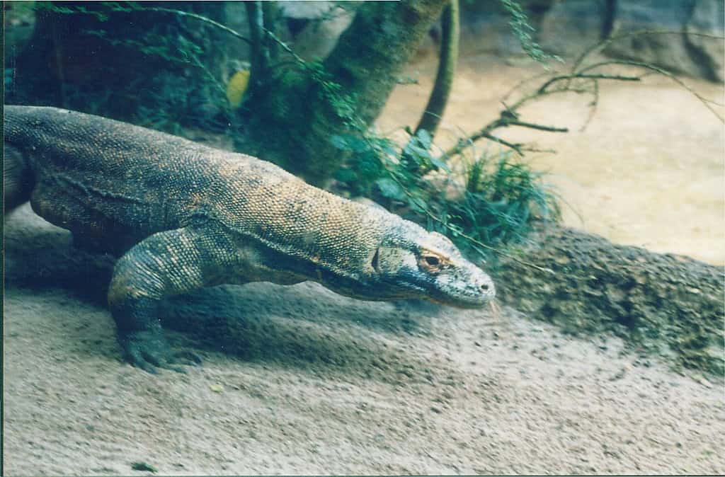 Predator Detection: Early Warning System (image credits: flickr)