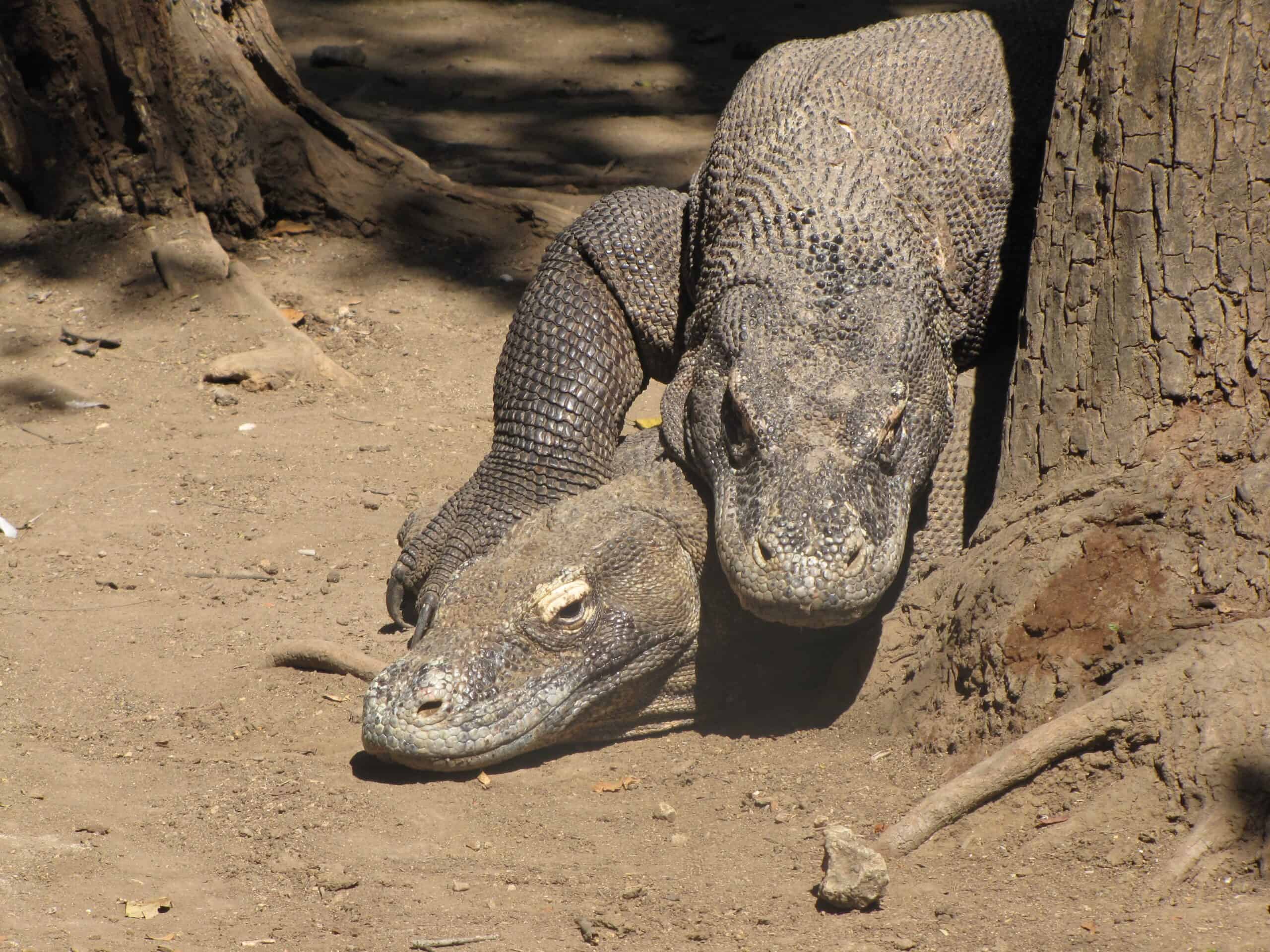 Mating Rituals: Chemical Matchmaking (image credits: wikimedia)