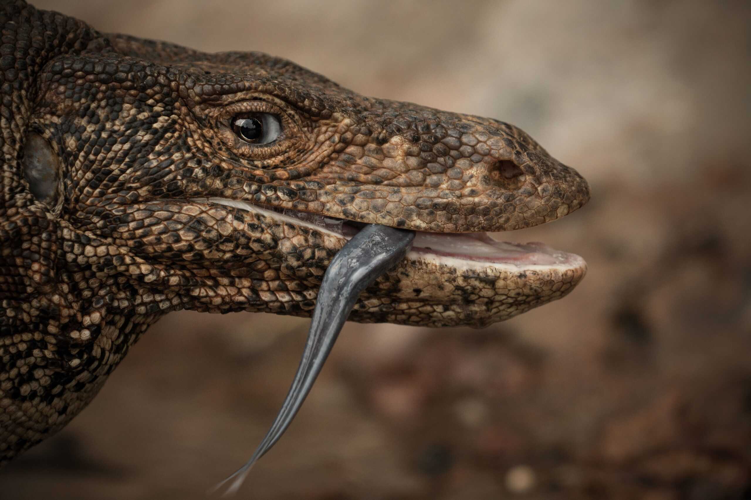 Myth 1: Komodo Dragons Taste with Their Tongues Like Snakes (image credits: wikimedia)