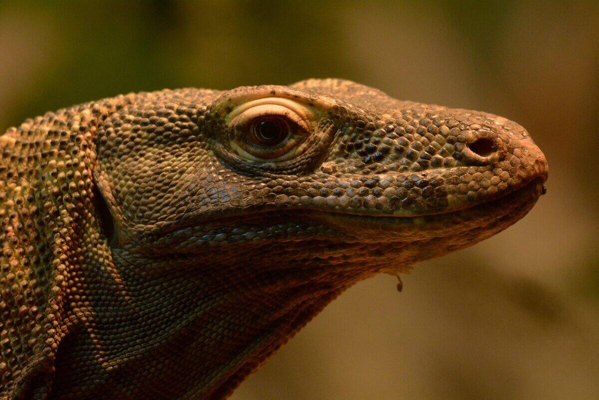 Myth 3: Komodo Dragons Use Their Tongues to Inject Venom