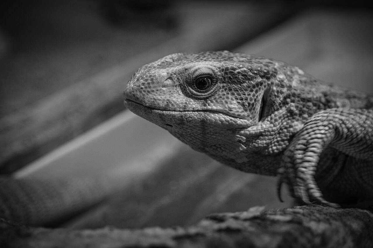Habitat Quality Assessment: Environmental Analysis (image credits: pixabay)