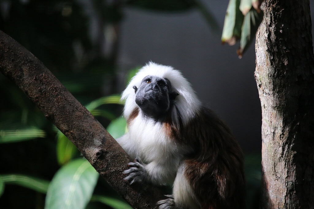 7. Cotton-Top Tamarin (image credits: flickr)