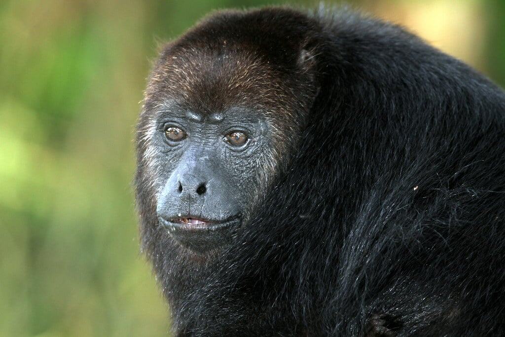 6. Black Howler Monkey (image credits: flickr)
