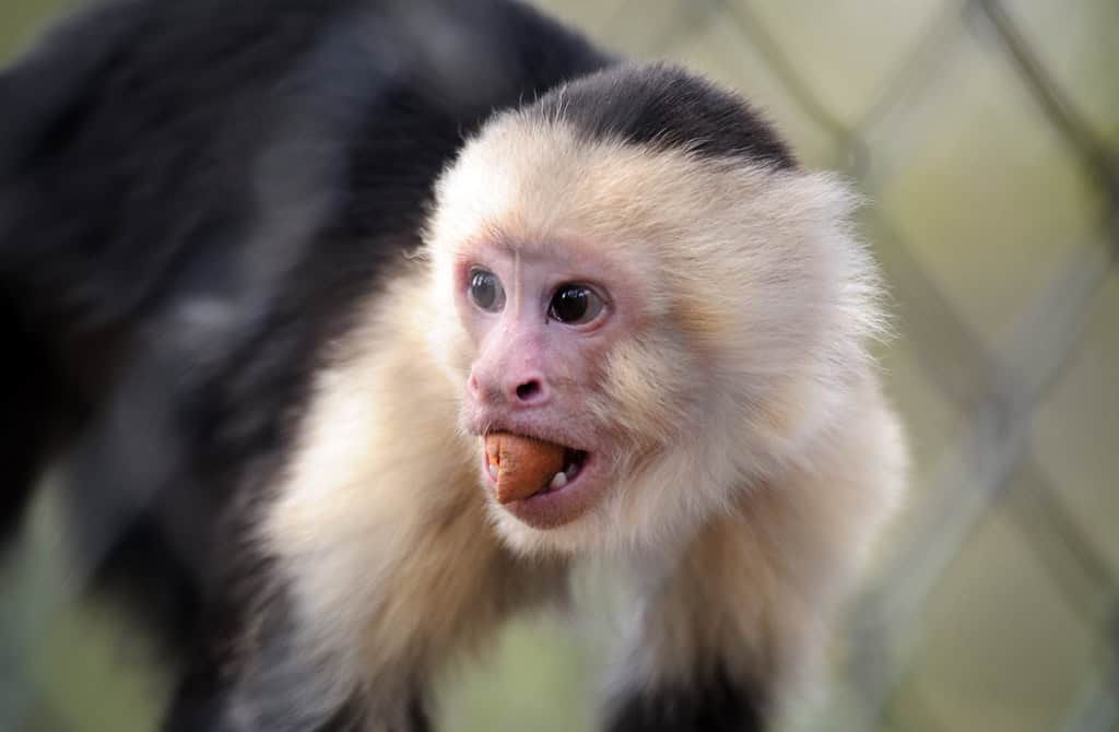 4. White-Faced Capuchin (image credits: flickr)