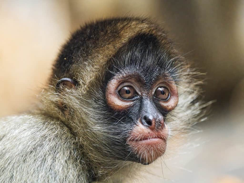 3. Spider Monkey (image credits: flickr)