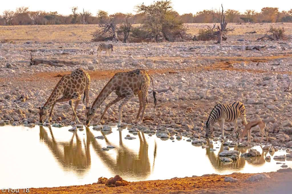 8. Body Posturing and Stance (image credits: flickr)